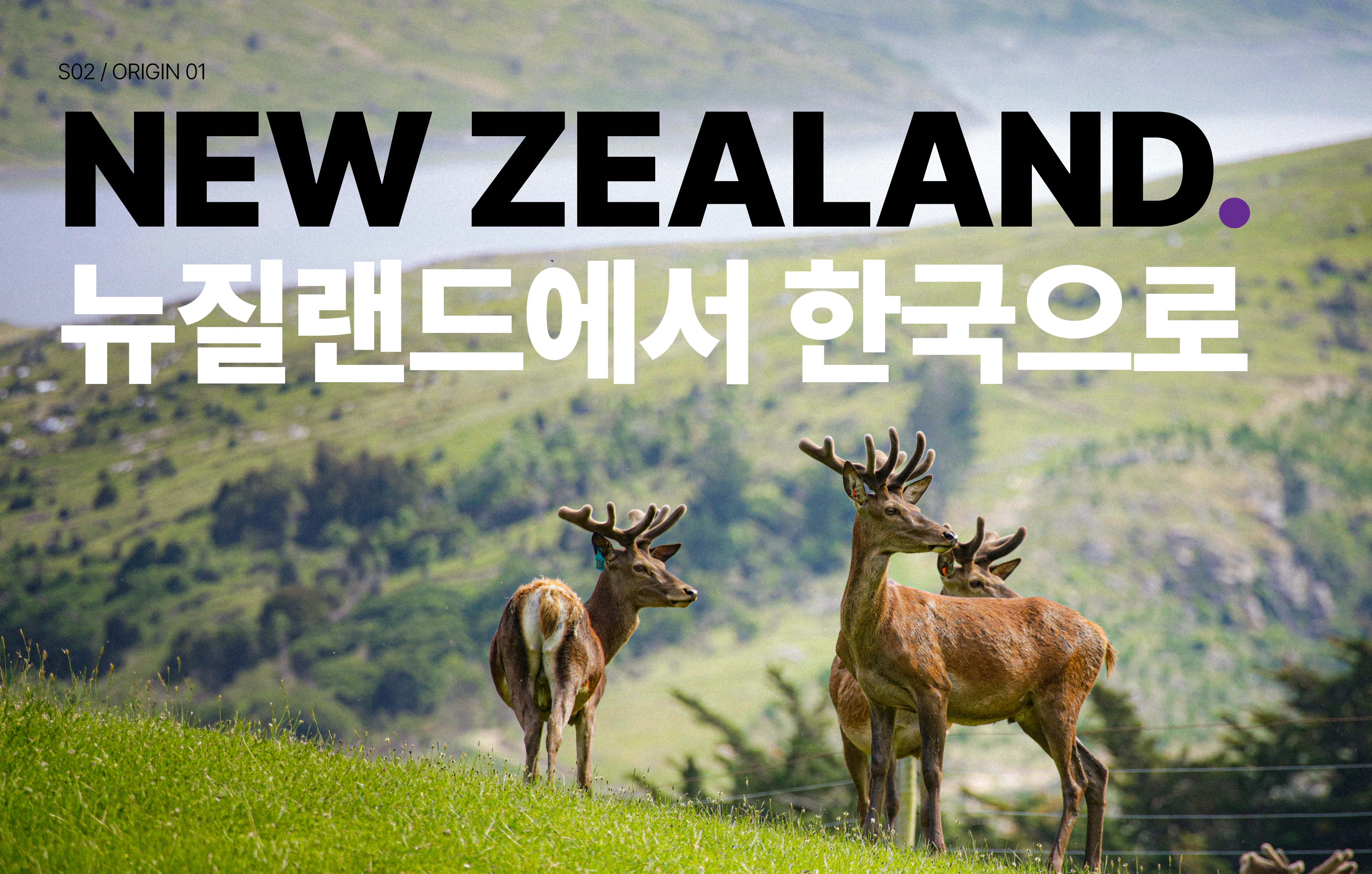NEW ZEALAND 뉴질랜드에서 한국으로