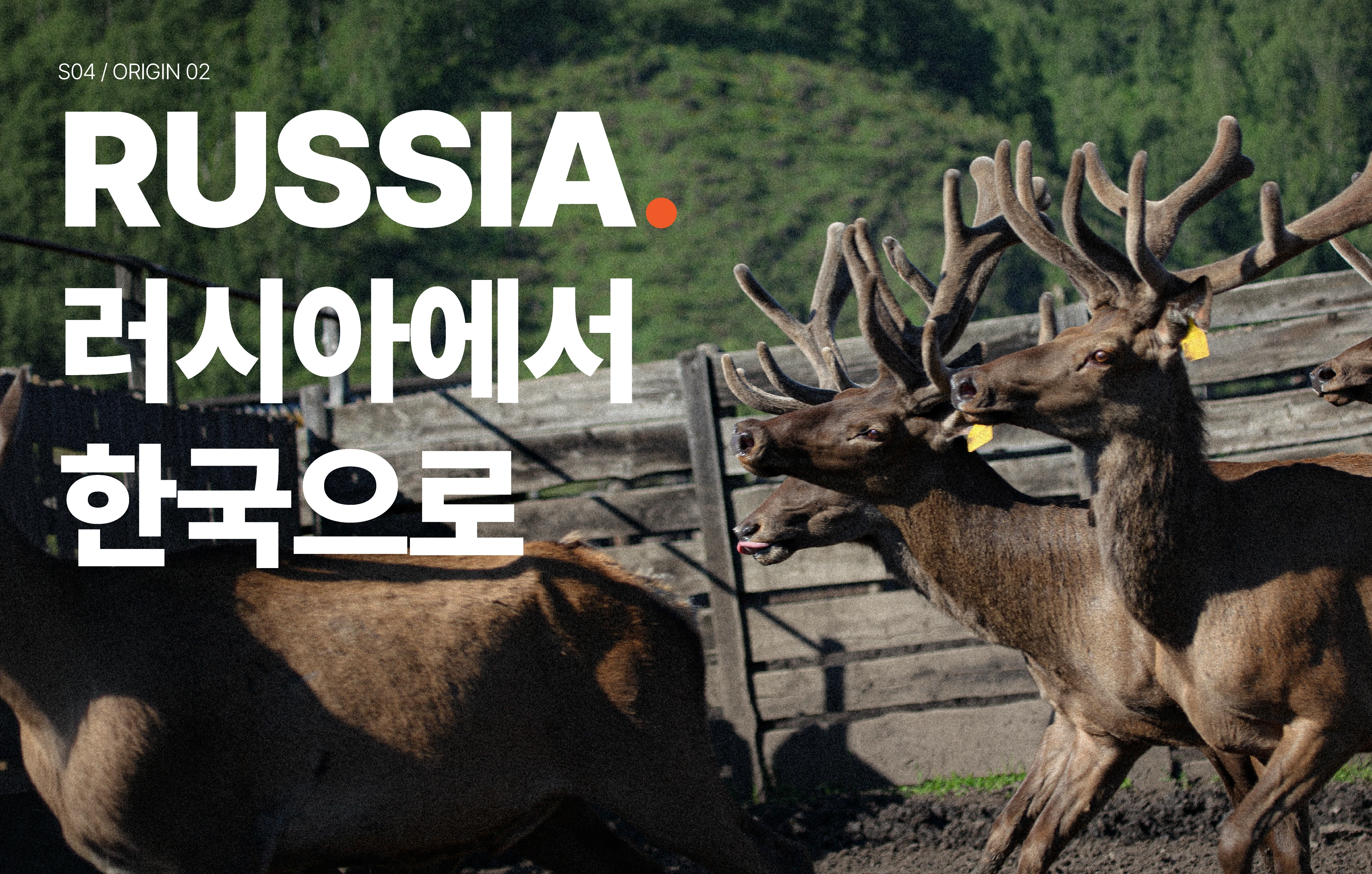 RUSSIA 러시아에서 한국으로