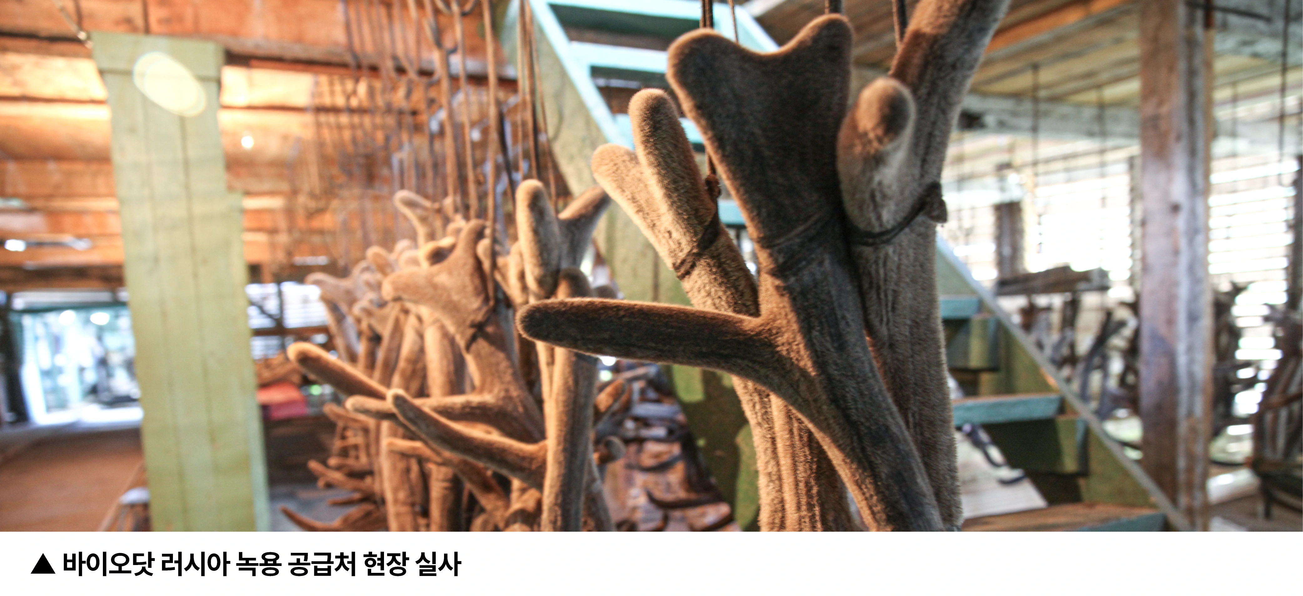 러시아 녹용 산지