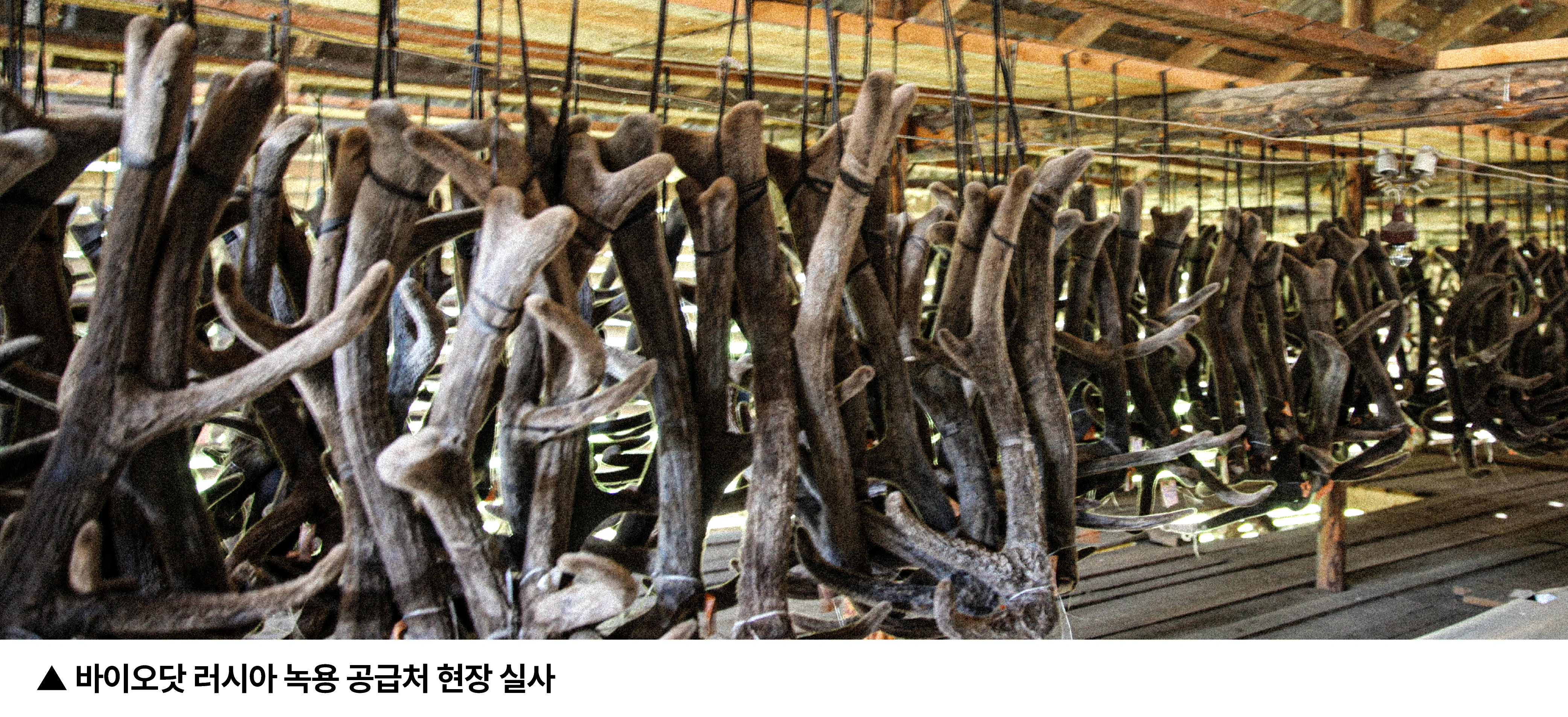 러시아 녹용 현장 사진